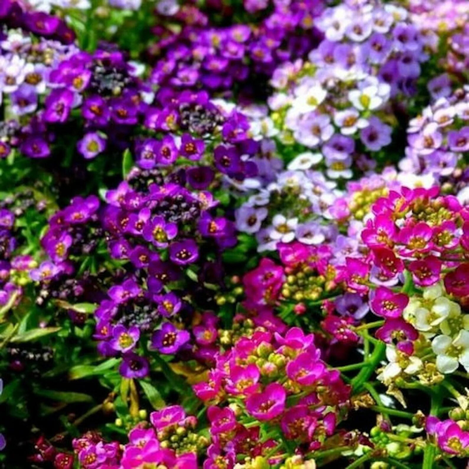 Алиссум аллюр. Лобулярия фото. Алиссум мэджик циклес микс. Алиссум мэджик циклес микс. Газонница приморская.