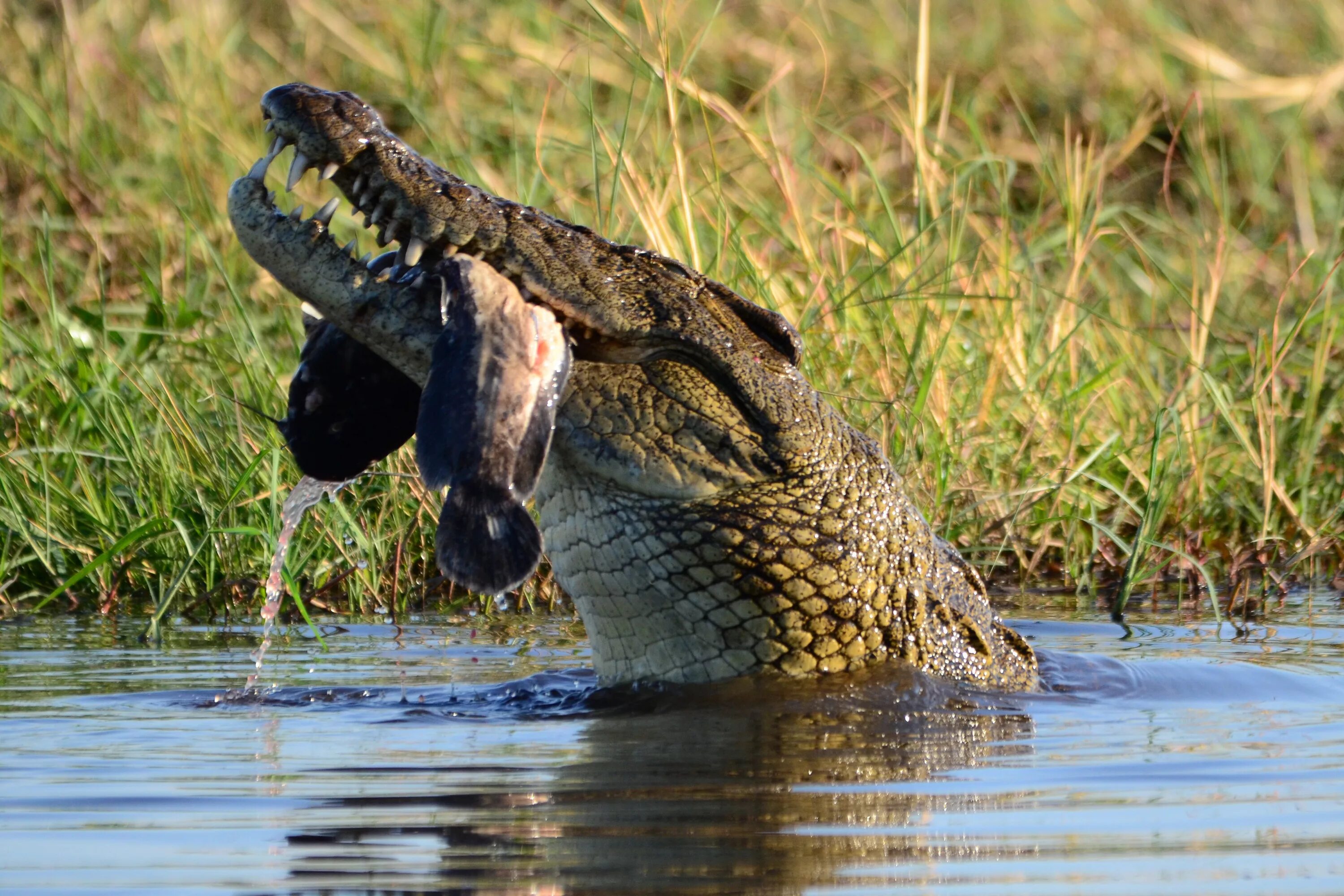 Нильский крокодил охота. Нильский крокодил охотится. Нильский крокодил питание. Миссисипский Аллигатор охотится.