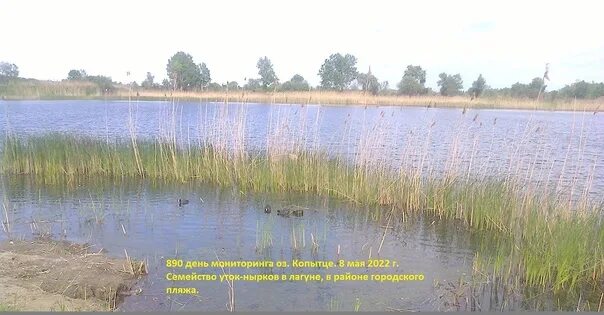 Парк озеро копытце Усть Лабинск. Озеро копытце в Усть-Лабинске. Озеро копытце в Усть-Лабинске фото. Усть лабинск озеро