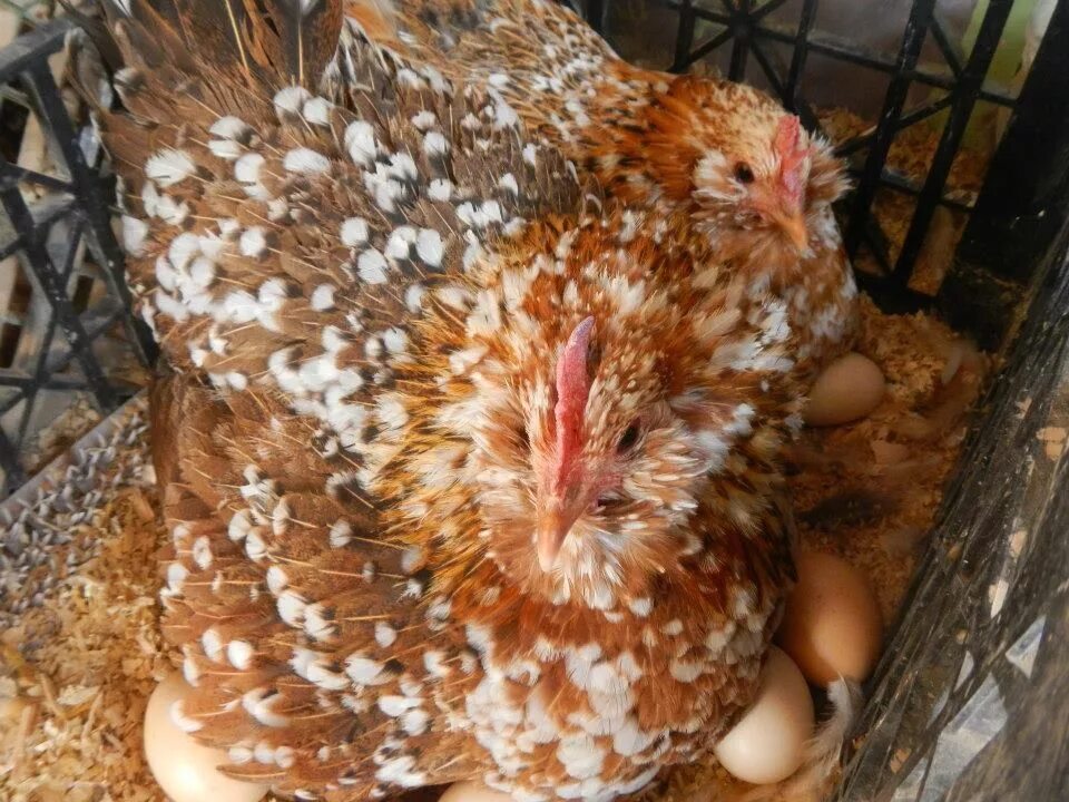 Сколько курица высиживает яйца до цыпленка дней. Курица сидит на яйцах. Курица высиживает яйца. Курица-наседка. Наседка курица высиживает яйца.