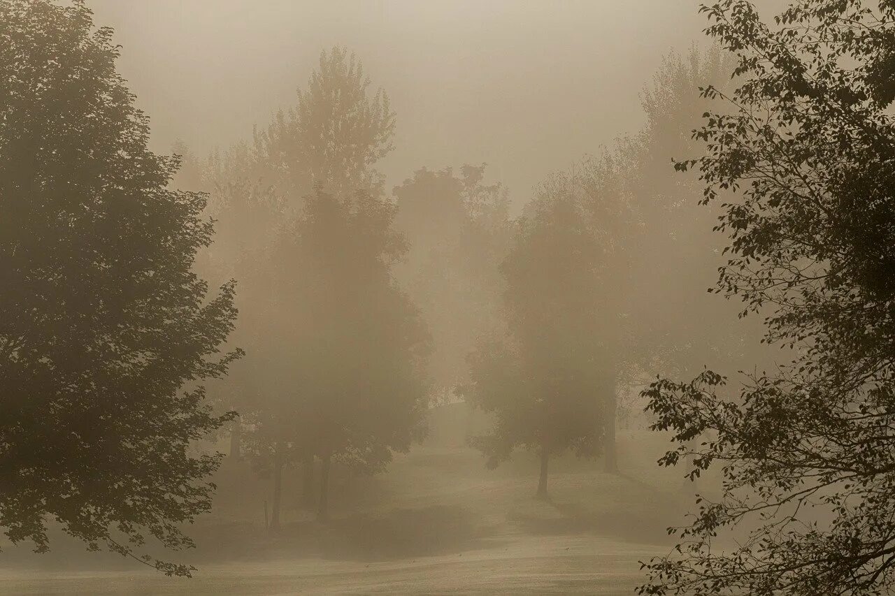 Туман без дождя. Дождь и туман. Туманная осень. Деревья в тумане. Эстетика тумана и дождя.