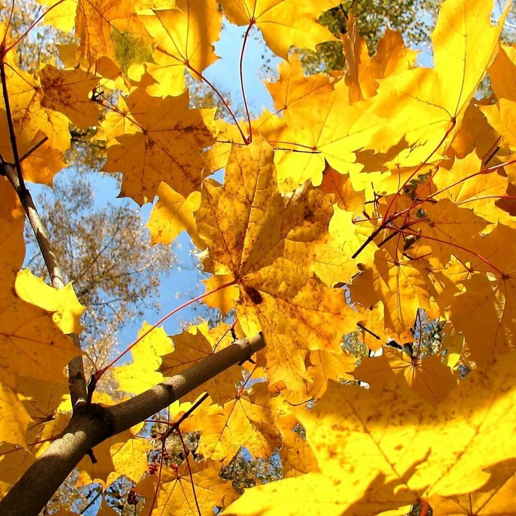 Под ногами в листопад листья желтые шуршат. Осень. Под желтым кленом. Клен желтый acer ukurunduense. Под желтым кленом.