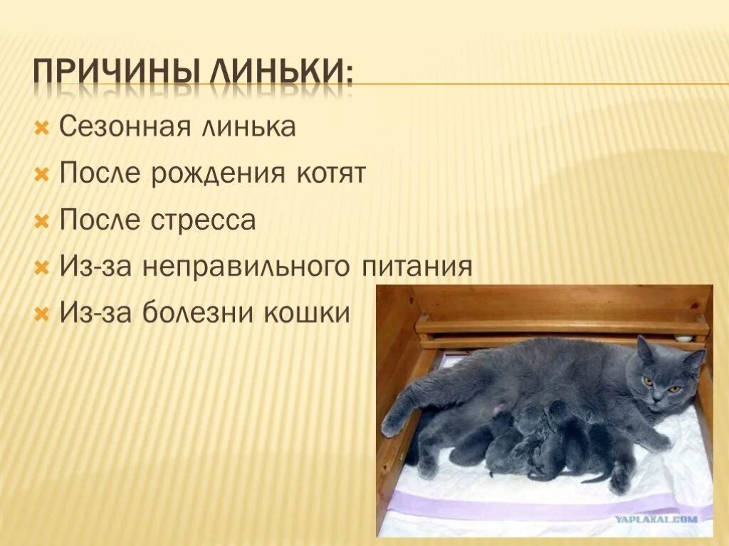 Кошка линяет. Причины линьки. Почему кошки линяют. Почему кошка сильно линяет. Что делать если кошка сильно