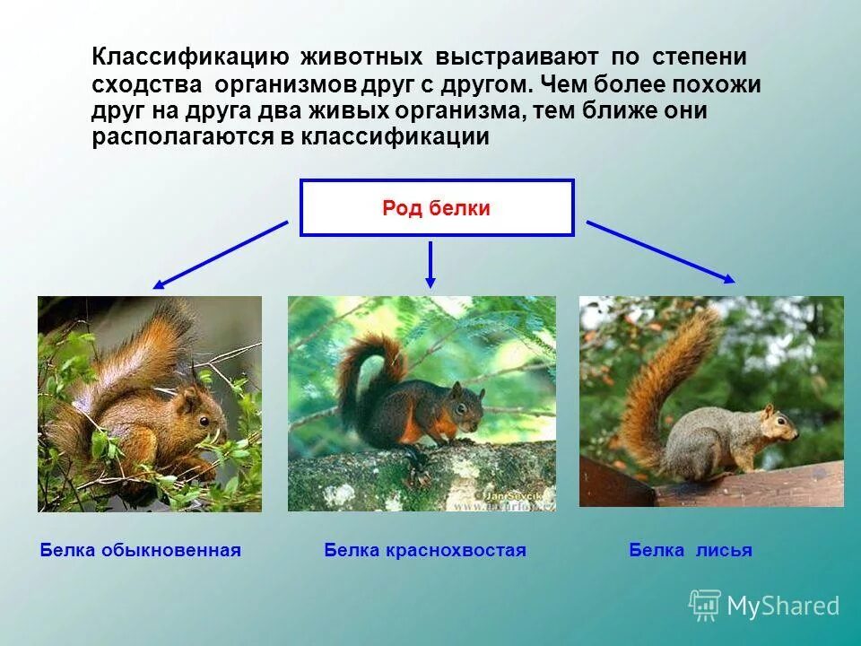 Виды информации по способу восприятия и по способу представления. Вид и популяция примеры. Примеры различных видов вид. Названия популяций животных. Характеристика видов безопасности.