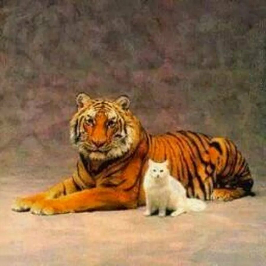 Тигр лев кот. Тигр и кошка. кот тигр. тигрица. рыжий тигр.