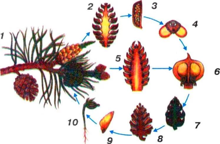 Цикл развития мужских шишек сосны обыкновенной. Цикл голосеменных растений шишки. Схема жизненного цикла сосны. Размножение голосеменных растений схема. Развитие хвойных