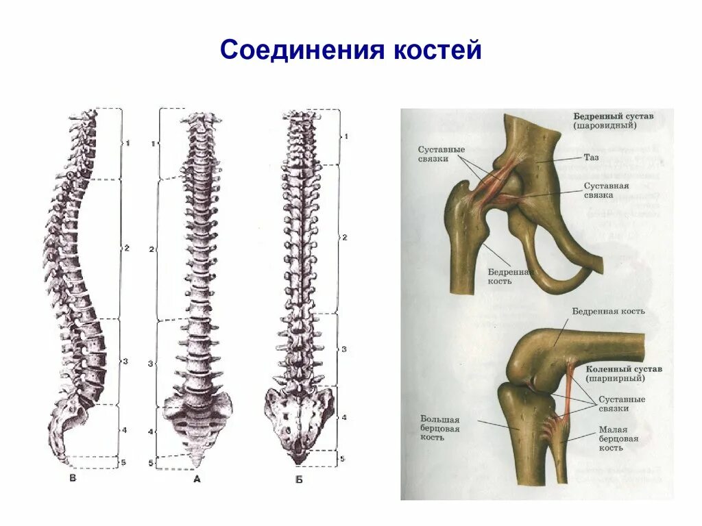 Основные соединения костей. Типы соединения костей. Подвижное соединение костей. Соединение костей рисунок. Виды соединения костей рисунок.