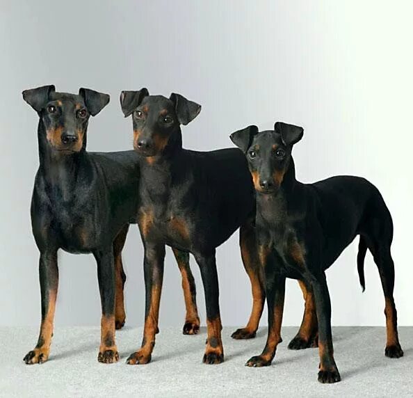 Русский той терьер стандарт породы. Екширский терьер стандар. Сравнение терьеров. Лейкленд терьер. Цвергпинчер и манчестерский терьер.