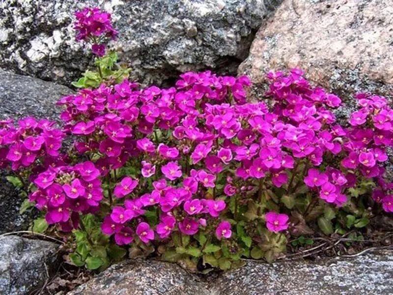 Арабис сноуфикс. Арабис кавказский little treasure. Арабис резуха кавказская. Арабис резуха кавказская. Арабис литл.