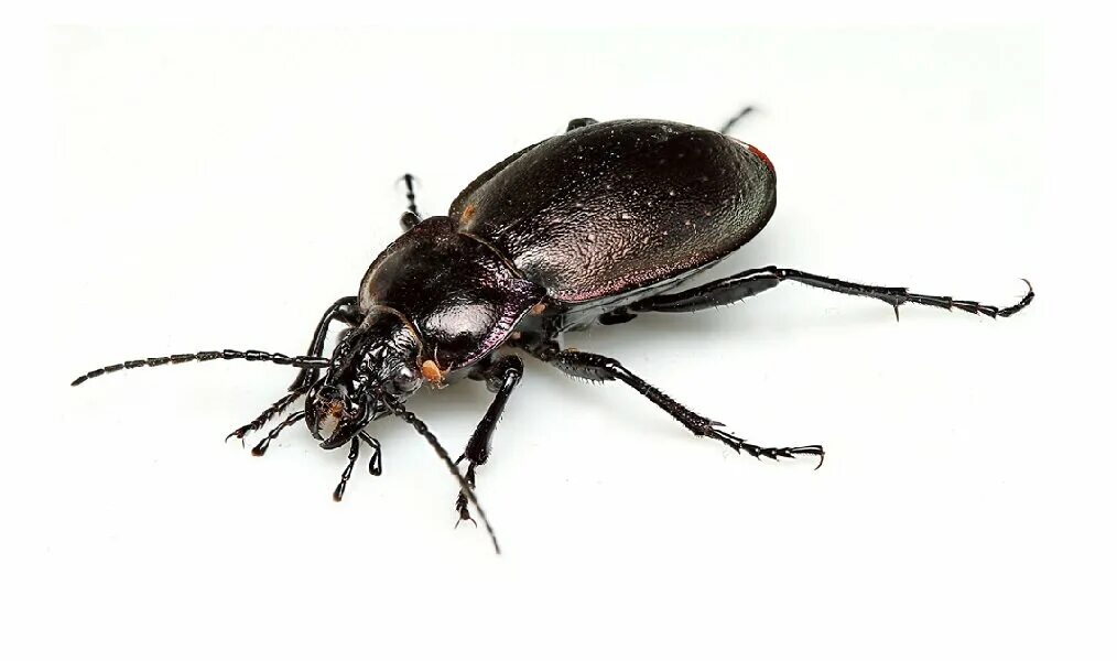 черный жук жужелица. закавказский жук олень. жук волк. жук волк. жук агриот.