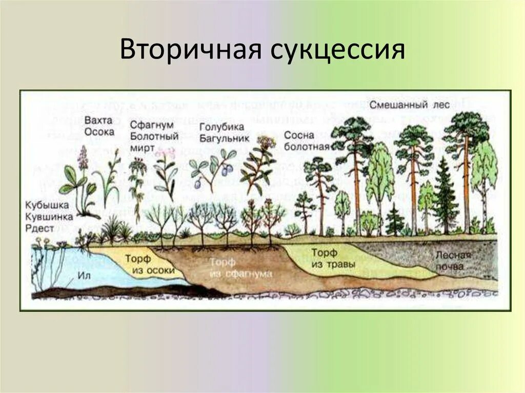 Составляющая болотной. Зарастание озера сукцессия. Вторичная сукцессия зарастание озера. Изменение экосистемы. Изменения в экосистемах схема.