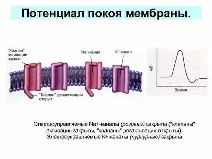 Мембранный покой
