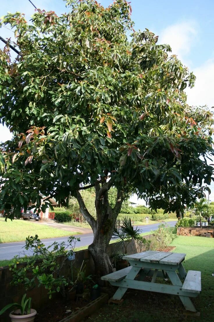 Here is a young avocado tree we care for at a clients home. We fertilize it ever
