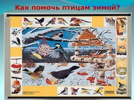 Как помочь птицам зимой стенгазета шаблоны 2