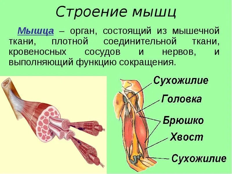 Строение скелетной мышцы анатомия. Мышечная система скелетные мышцы строение функции. Строение скелетной мышцы вид сбоку. Строение скелетных мышц анатомия краткое.