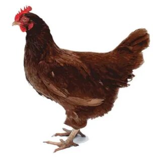 Hen's