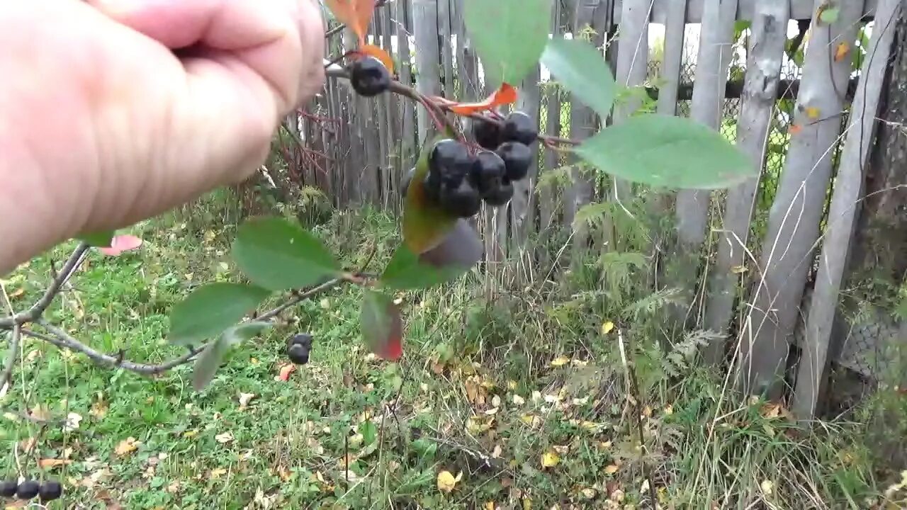 Как правильно собирать черную