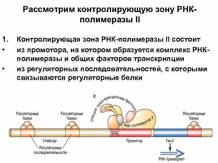 Промотор РНК полимеразы 2. Взаимодействие РНК полимеразы с промотором регулируется. Образование комплекса РНК-полимеразы 2. Из чего состоит промотор.