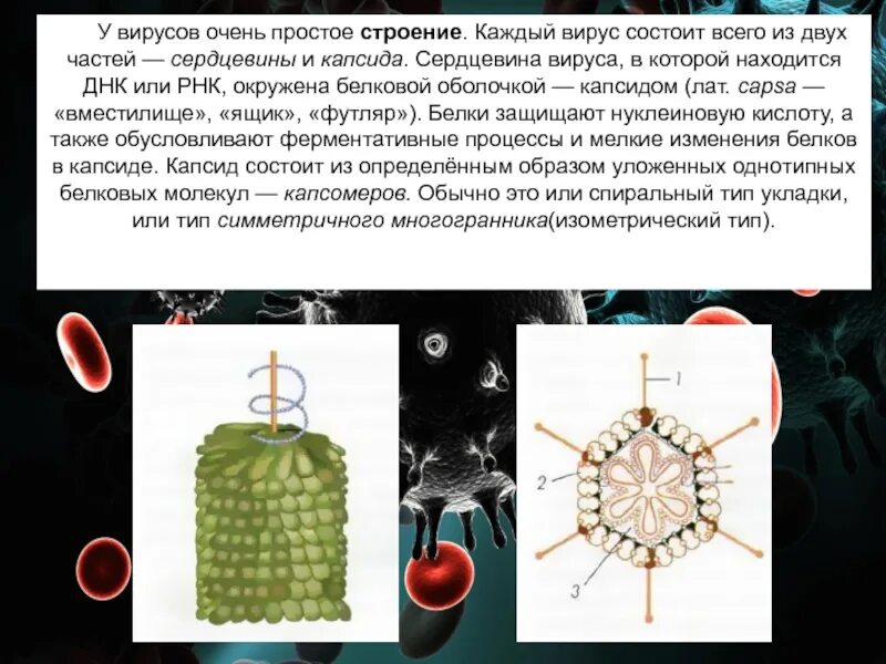 Строение вируса. Вирус состоит из двух частей. Простые вирусы состоят из. Сердцевина вируса.