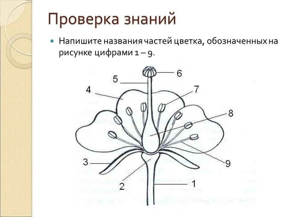 Самостоятельная работа по биологии цветок. Строение цветка 6 класс биология рисунок. Схема строения цветка 6 класс биология. Название частей цветка. Строение частей цветка.