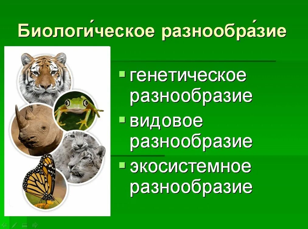 Признаки биологического разнообразия. Биологическое разнообразие. сохранение биологического многообразия. сохранение биоразнообразия.