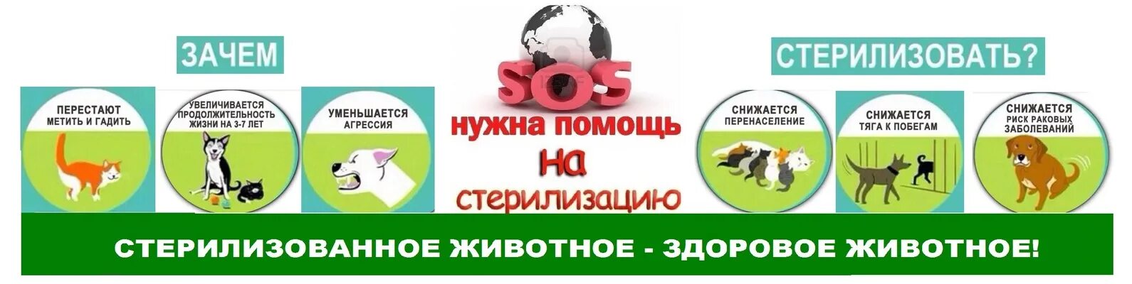 Волонтерство животным. Стерилизация бездомных животных. Плакаты о стерилизации животных. Челябинск волонтёры по животным. Волонтеры саранск животные