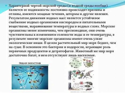 В результате чего сильно пострадали морские экосистемы