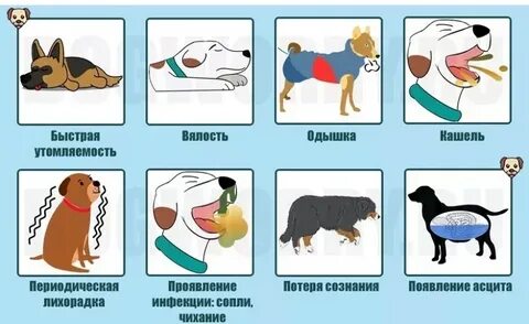 Собака кашляет чем лечить
