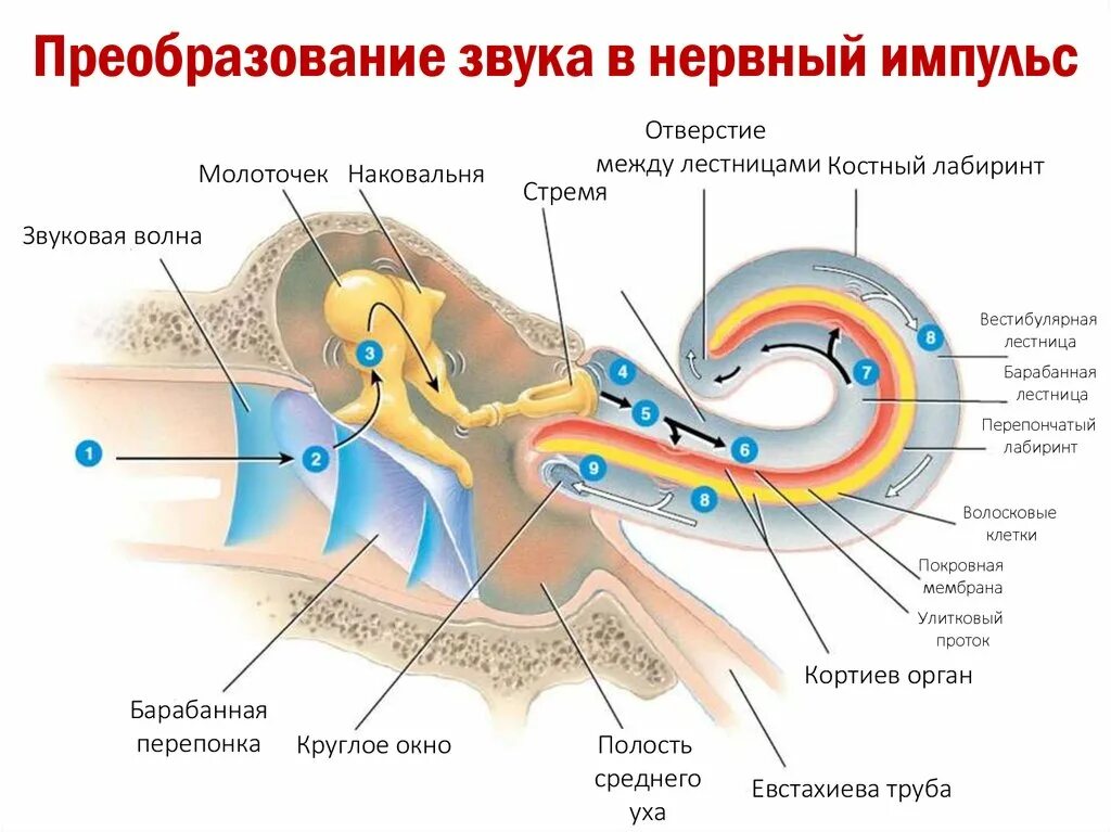 Преобразование звука в нервный Импульс. Слуховой анализатор строение улитки. Схема проведения звуковой волны. Передача звука в слуховом анализаторе. 3 отдела улитки