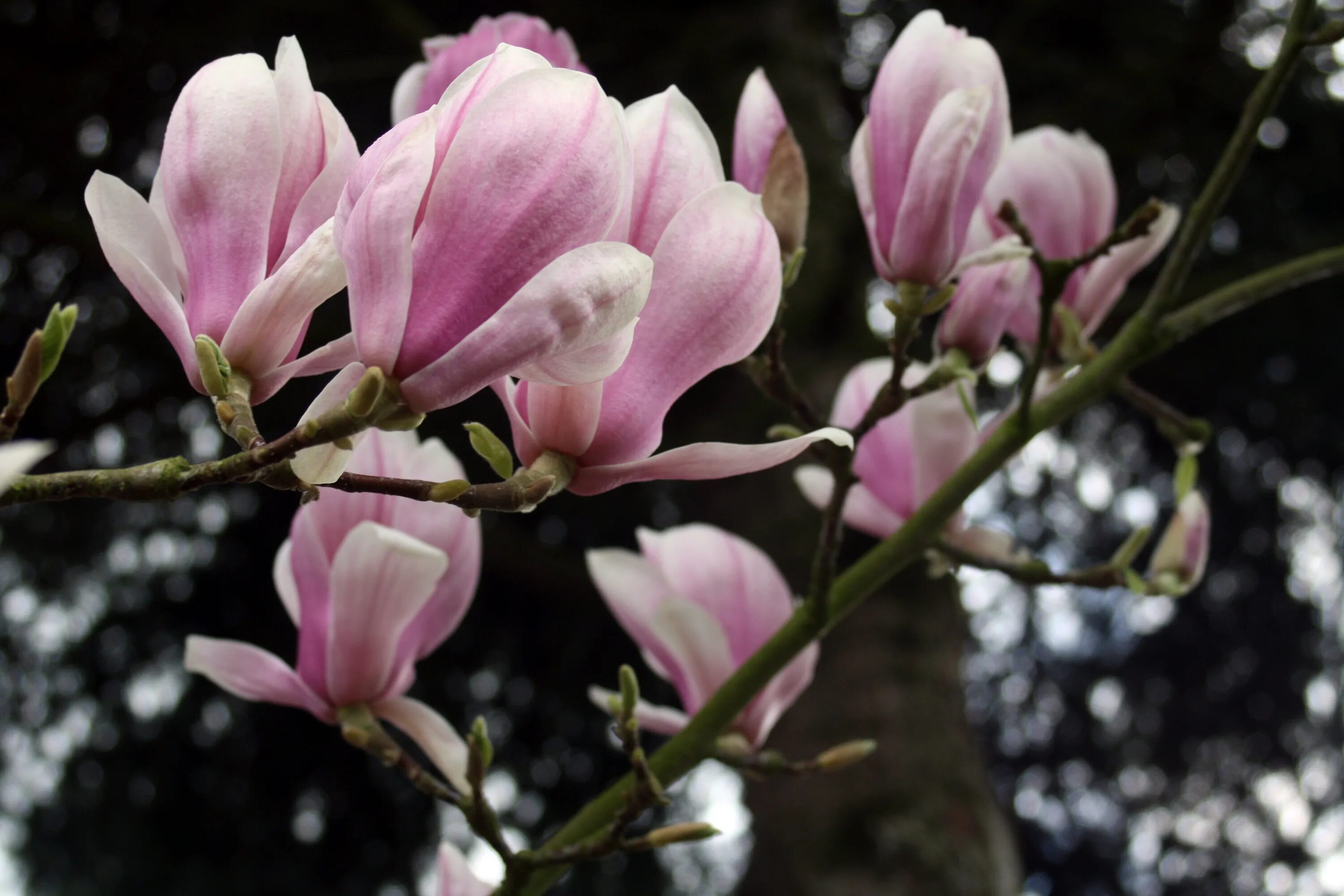 Tender blossom. Магнолия тюльпановидная. Магнолия кустовая. Магнолия розовая кустарниковая. Магнолия тюльпановидная сиреневая.