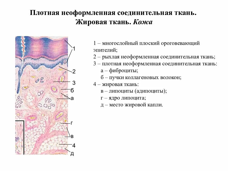Рыхлая плотная неоформленная соединительная ткань. Плотная волокнистая неоформленная соединительная ткань. плотная волокнистая неоформленная соединительная ткань препарат. плотная неформленнаясоединительная ткань. плотная неоформленная соединительная ткань препарат гистология.