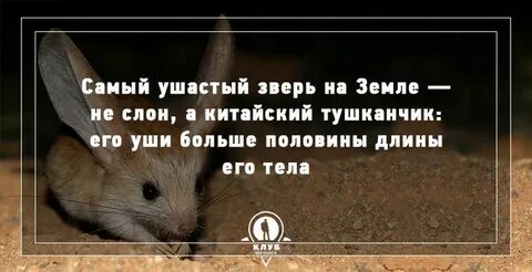 4 факта о животных