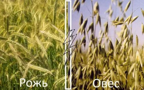 Посеем рожь овес ячмень и кукурузу песня