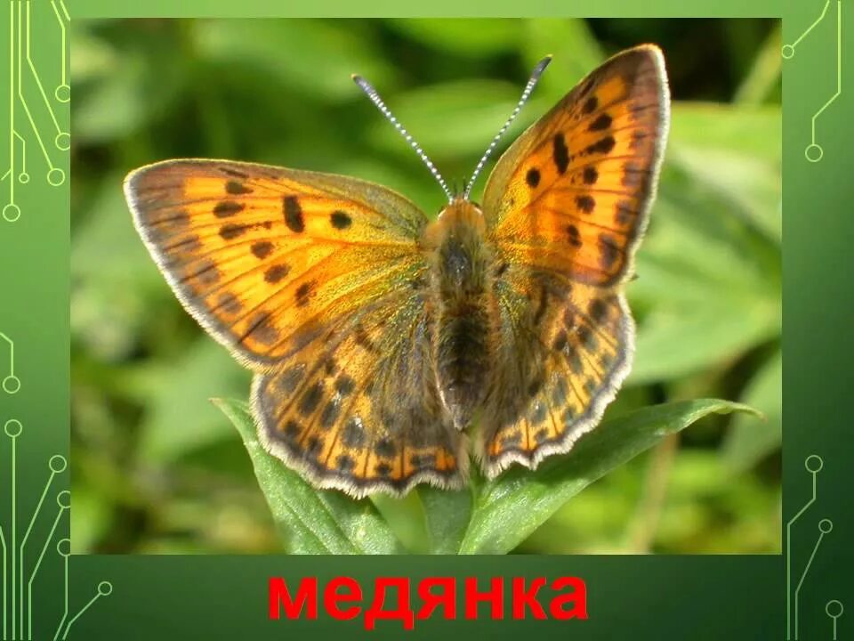 Название изображения фотографии. Бабочки с названиями для детей. Насекомые бабочки с названиями. Карточка бабочка. Бабочки карточки для детей.