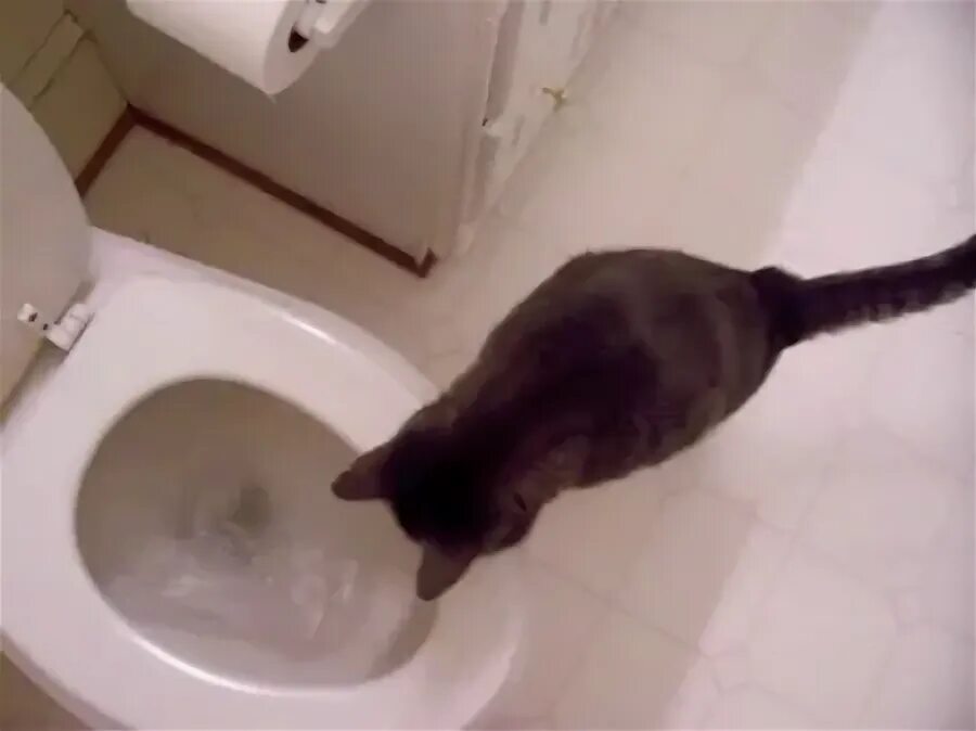 Кот в унитазе видео. Кот на унитазе. сливной кошачий унитаз. кот слива.