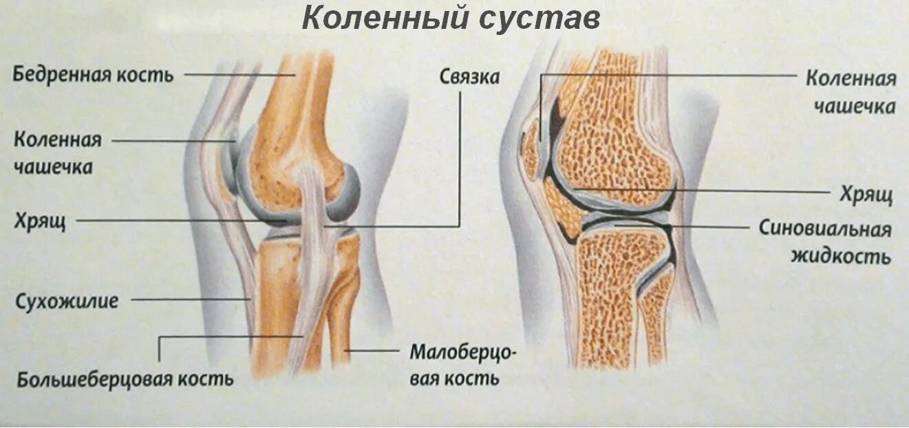 Какие структуры сустава. Коленный сустав анатомия строение кости. Коленная чашечка строение анатомия. Строение коленного суста. Строение левого коленного сустава связки мышцы.
