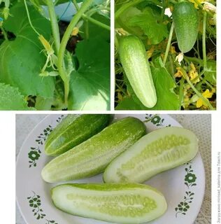 Какие огурцы вкуснее