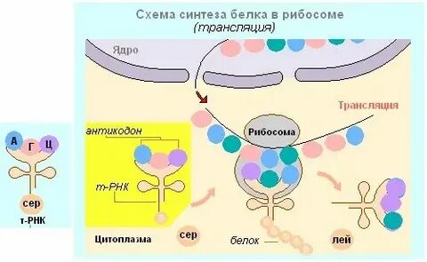 Синтез белков для клетки