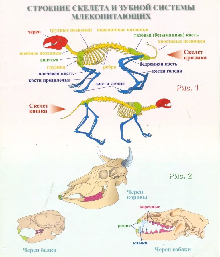 Вывод об особенностях скелета млекопитающих сделайте рисунки. Строение скелета млекопитающих лабораторная. Строение скелета млекопитающих 7 класс биология. Изучение внешнего строения скелета и зубной системы млекопитающих. Скелет млекопитающего 7 класс биология.