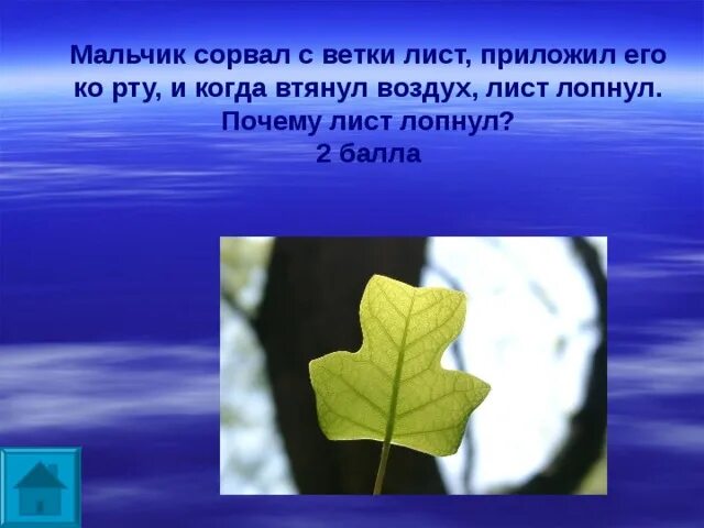 Мальчик сорвал с ветки лист приложил его ко рту и когда втянул. Лист сорвался с ветки. Листья в воздухе. Треснул лист.