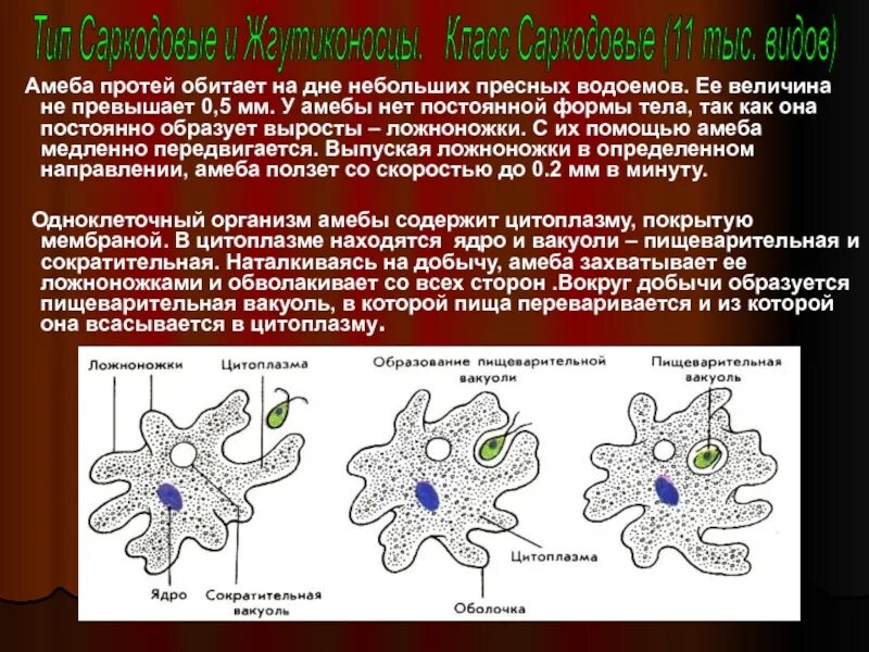 Амеба обыкновенная передвигается с помощью тест ответы. Псевдоподии у амебы. органеллы питания амебы протей. строение амебы ложноножки. амёба обыкновенная строение и функции.