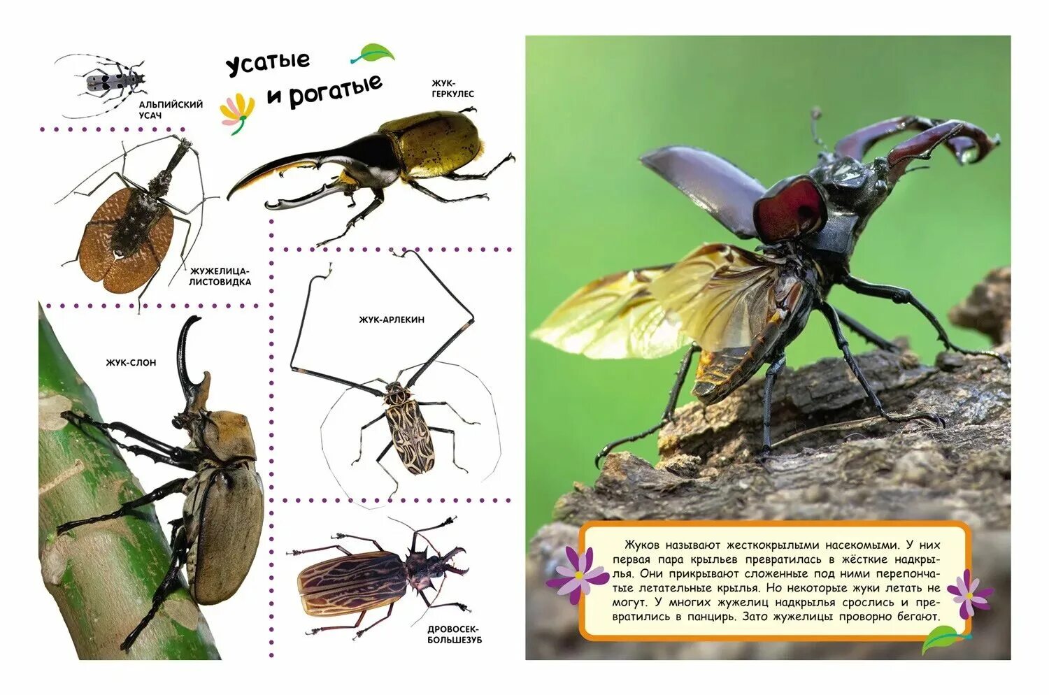 Название 1 жуков. Энциклопедии для детей "жуки". Насекомые для дошкольников. Насекомые название насекомых. Картинки насекомых с названиями.