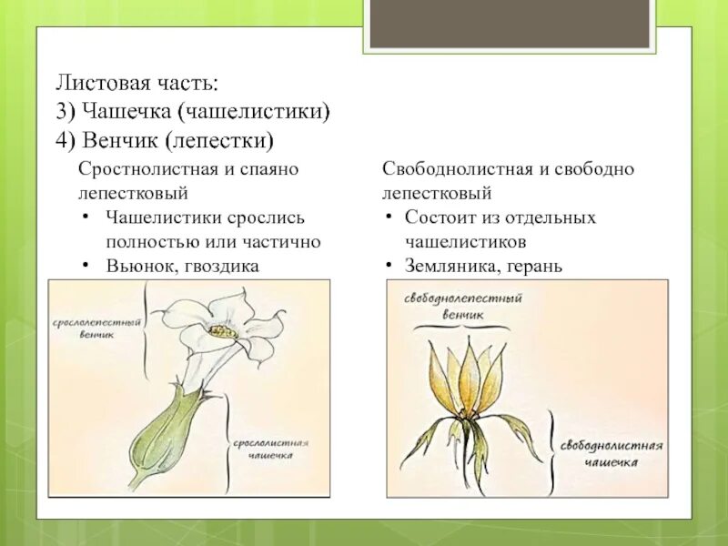 Форма чашечки у земляники. Виды чашелистиков. Чашелистики венчик. Венчик у растений. Сросшиеся лепестки венчика.