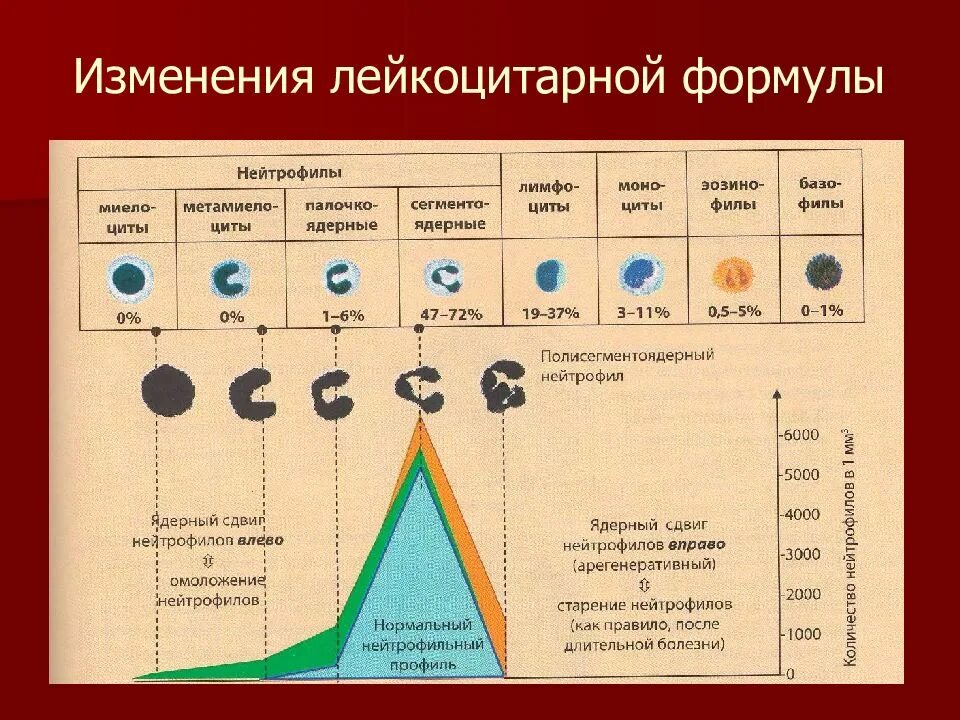 Лейкоцитарная формула сдвиг влево и вправо. Ядерный сдвиг вправо в лейкоцитарной формуле это. Степени сдвига лейкоцитарной формулы. При воспалении сдвиг лейкоцитарной формулы. Лейкоцитоз формула