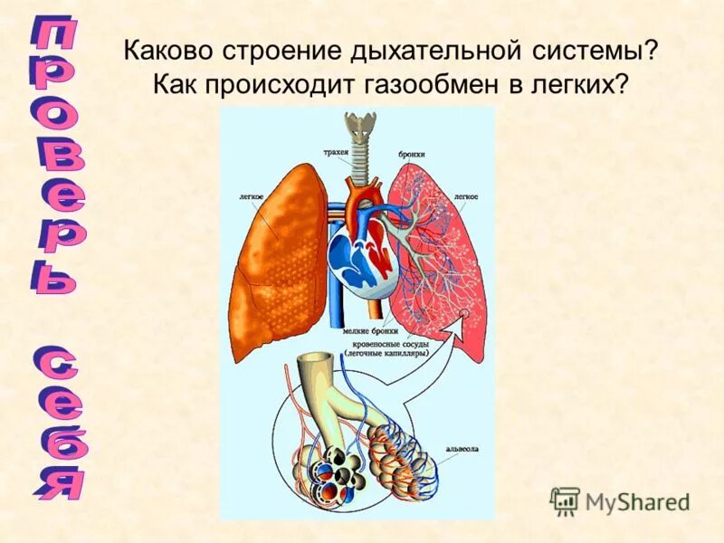 Строение системы дыхания и ее функции. Строение и функции дыхательной системы кратко анатомия. Строение системы органов дыхания. Строение и функции отделов дыхательной системы. Органы дыхательной системы схема.