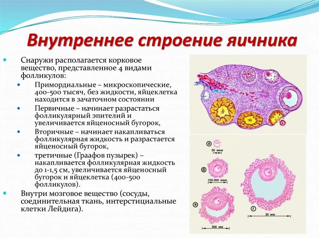 Созревание фолликула в яичнике происходит. Послойное строение яичников. Корковое вещество яичника анатомия. Яичник функции анатомия. Фолликулы в яичниках анатомия.