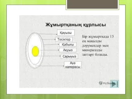 Қыз жыныстық қатынаста бәрін сынап көреді