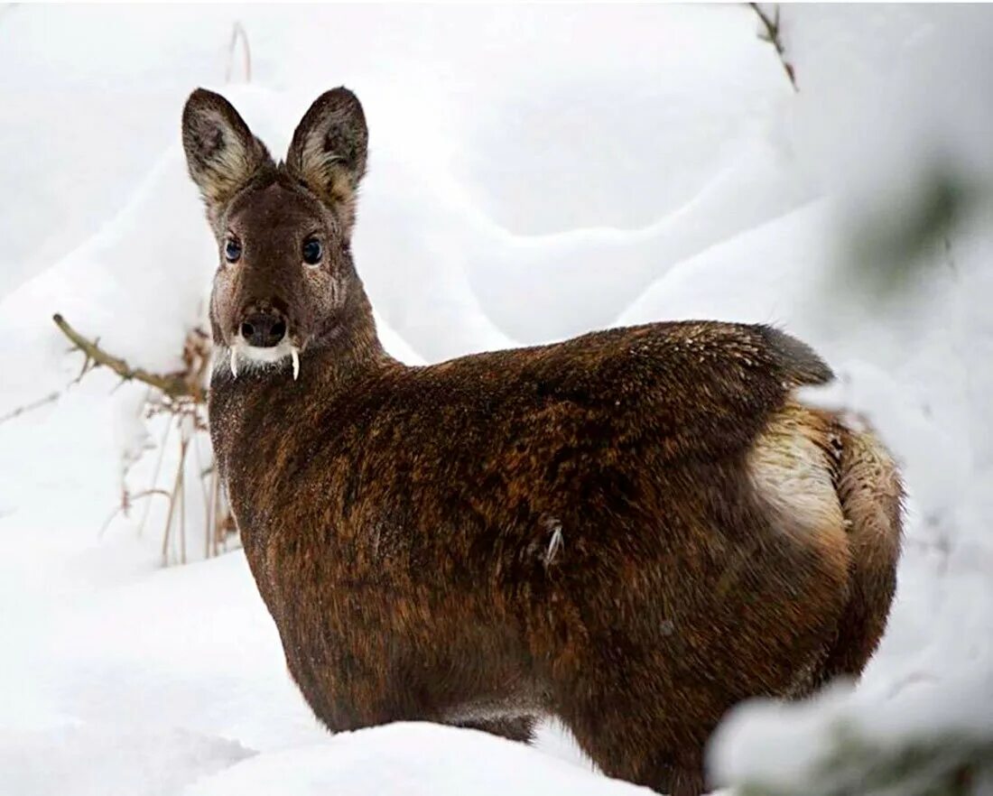 Сахалинская кабарга Moschus moschiferus sachalinensis. Сибирская кабарга. Кабарга (Moschus moschiferus). Кабарга Байкальская.