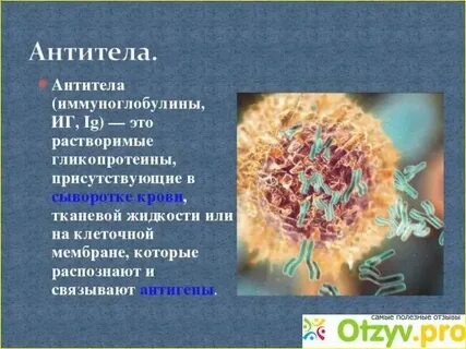 Антитела последствия