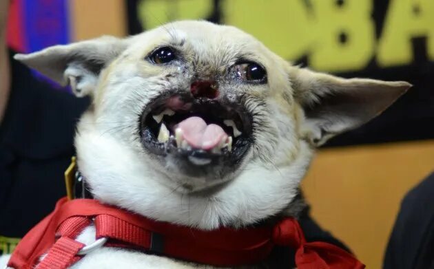 без морды. без морды. смешные мордочки собак. смешная собачья морда. 530d без морды.